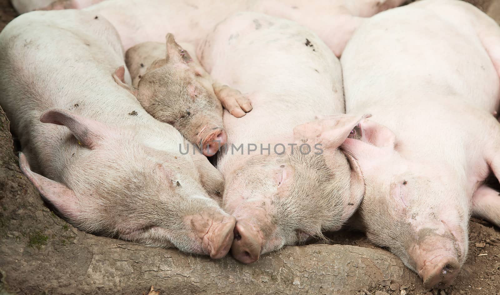 Happy swine family sleeping in the mud