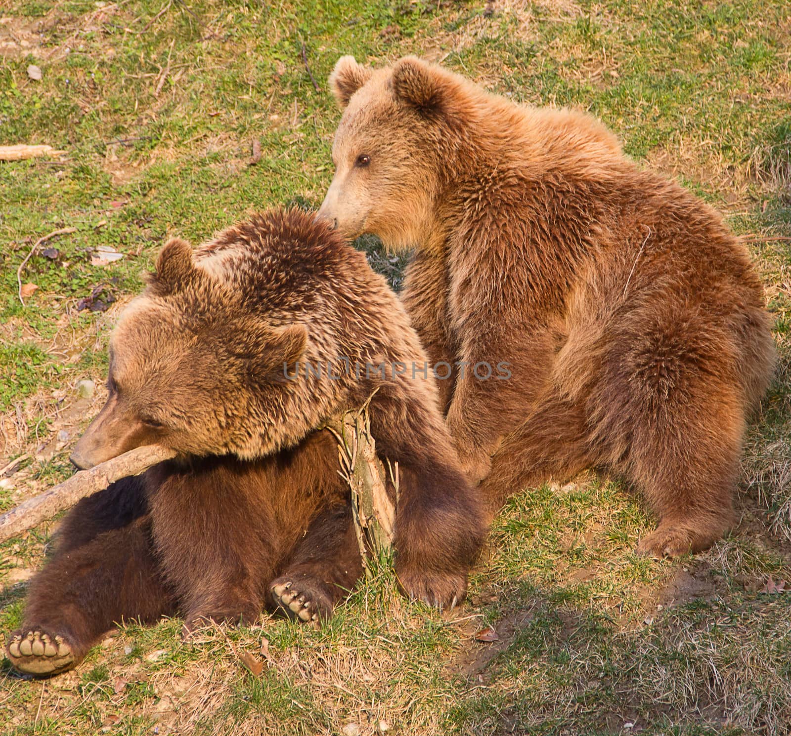 Brown bear and cub by swisshippo