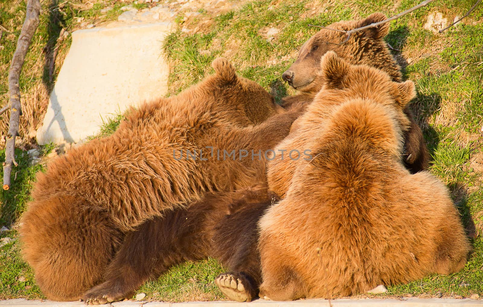 Brown bear mother feeding two cubs in Bern (Brown bears are symbol of the city)