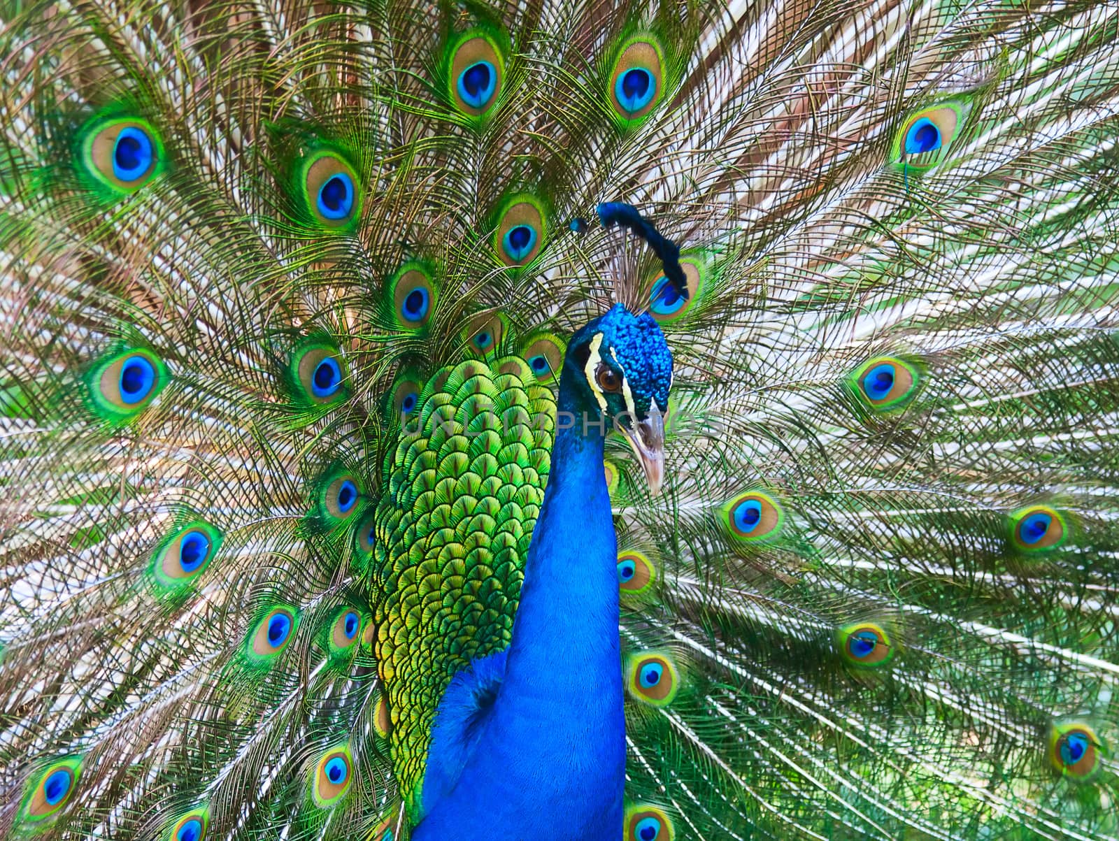 Portrait of beautiful peacock with open tail