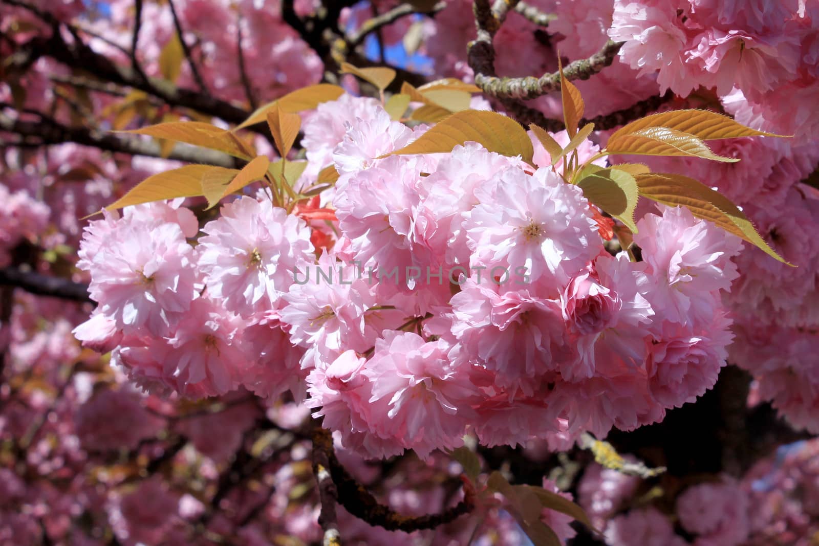 a tree in spring with flowering pink flowers and the appearance of the pistil on a background of blue sky