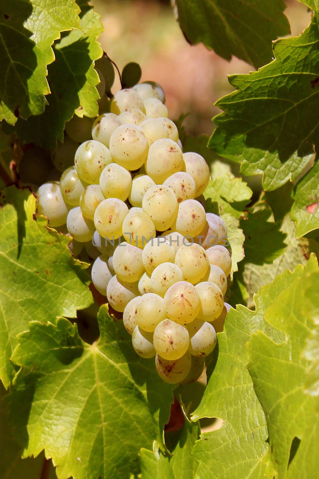 a bunch of white grapes on a vine foot in a vineyard before harvest