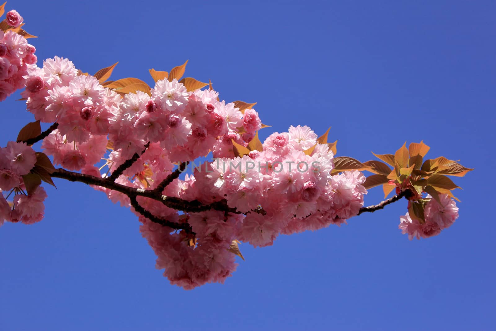 a tree in spring with flowering pink flowers and the appearance of the pistil on a background of blue sky