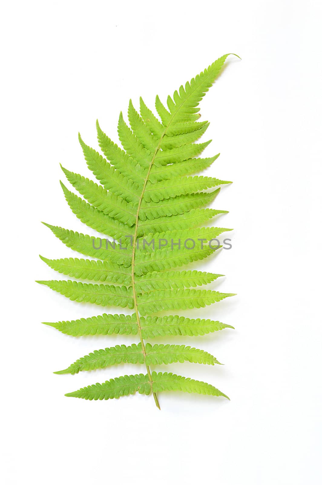green fern leaf isolated by Lekchangply
