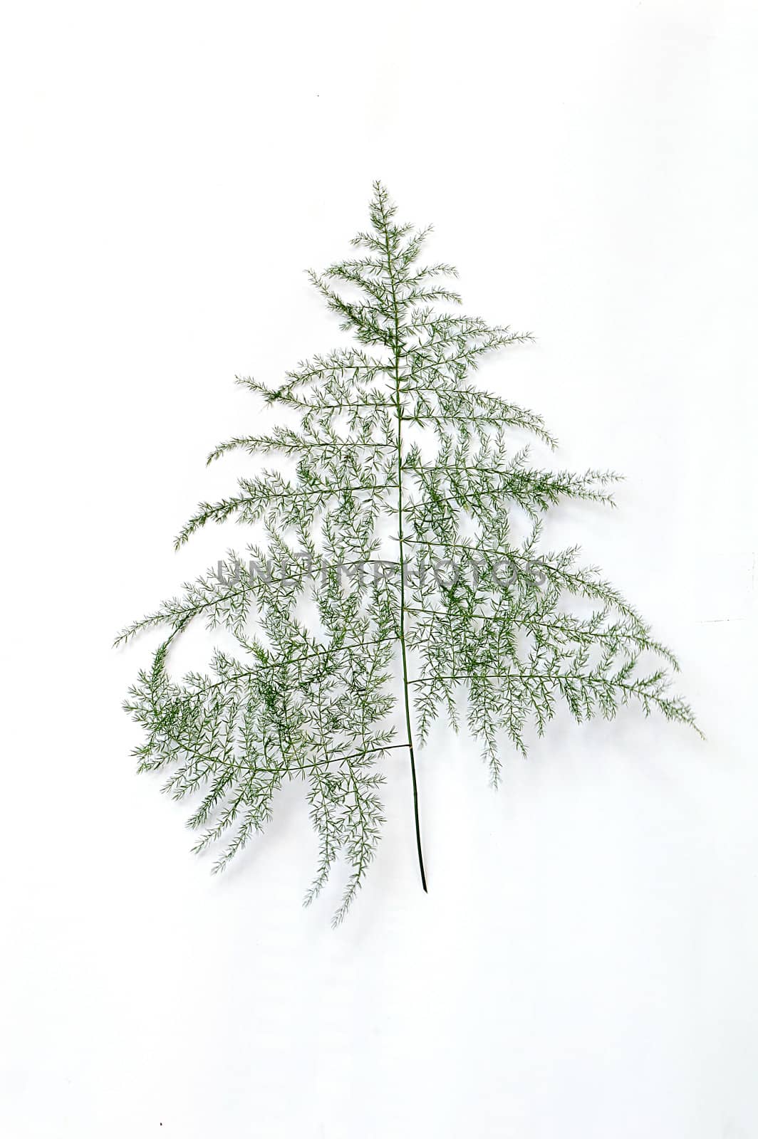 green fern leaf isolated on a white background