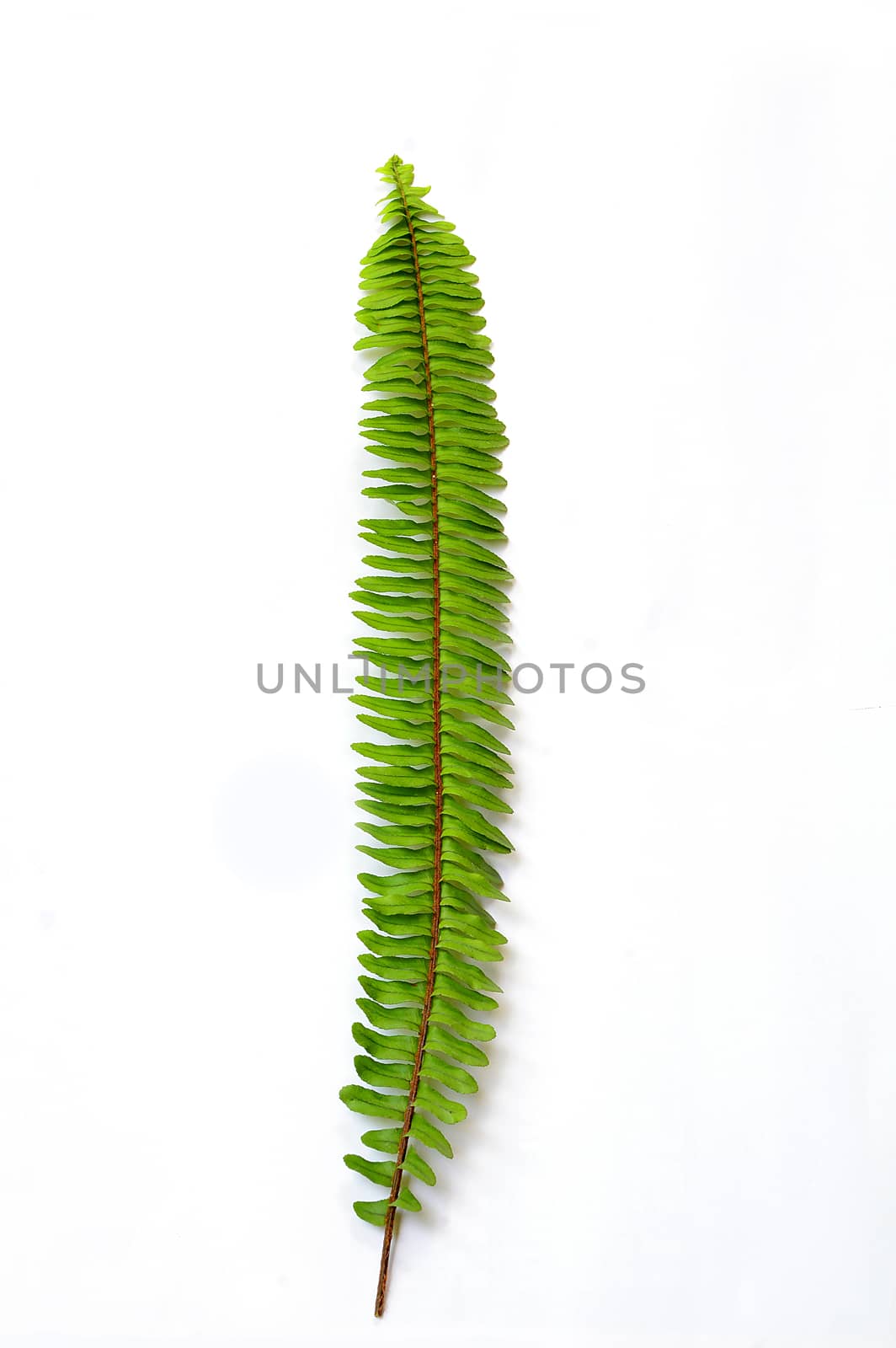 green fern leaf isolated on a white background