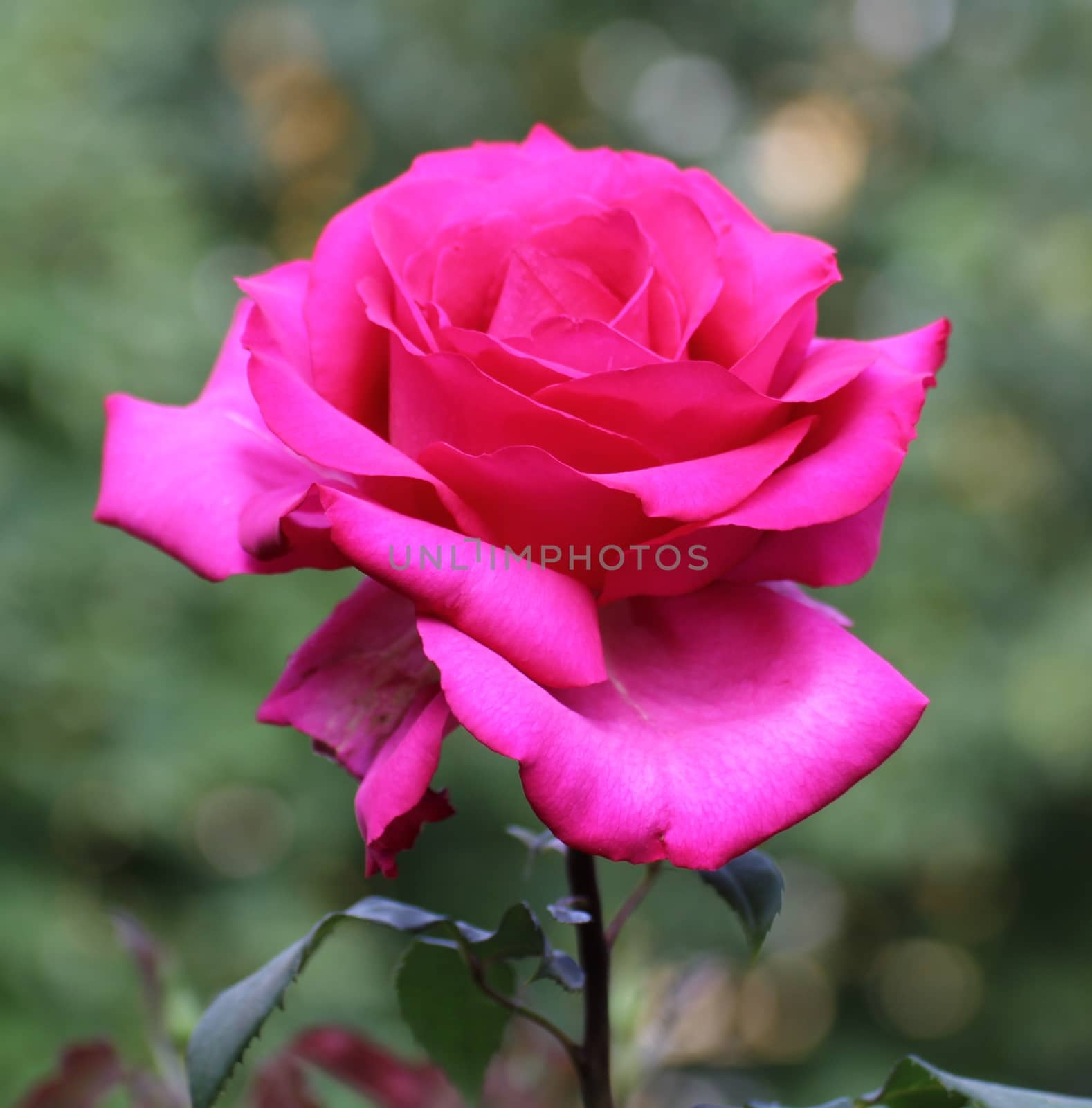 A beautiful pink rose isoled,