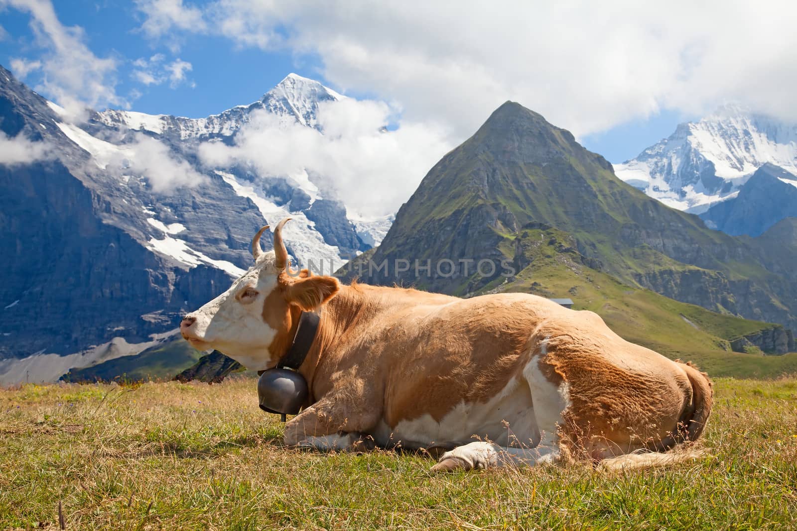 Swiss cow in the alps