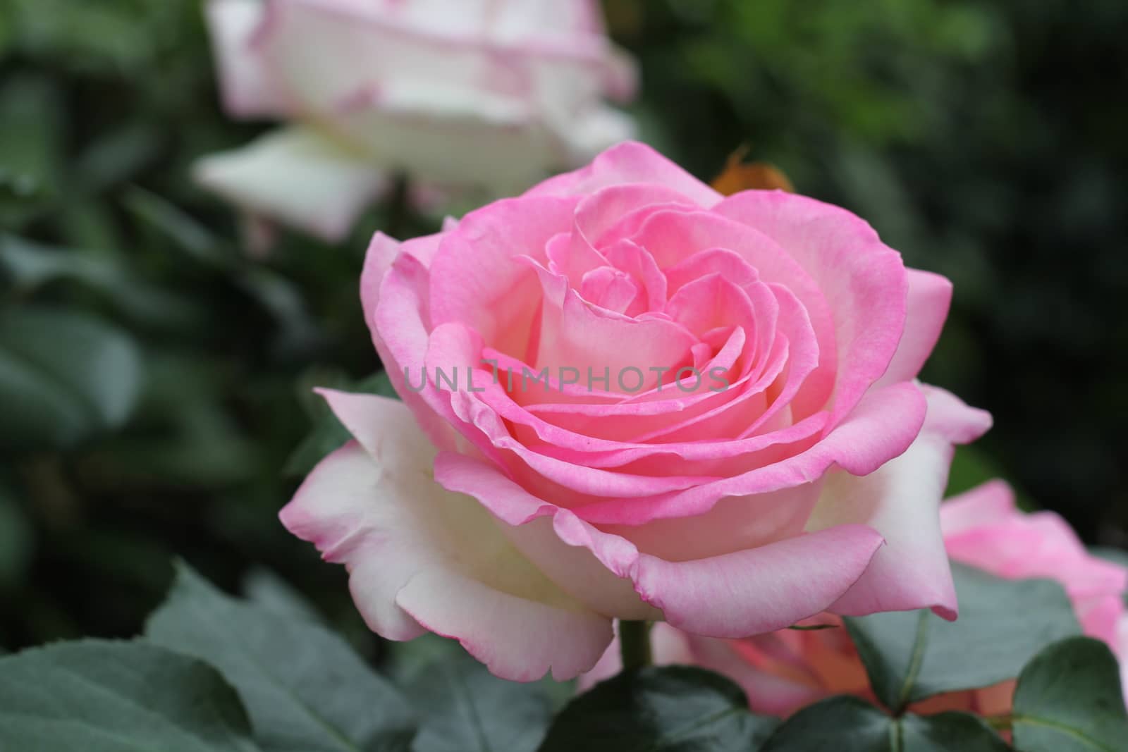 A beautifl pink rose, with lot of petales.