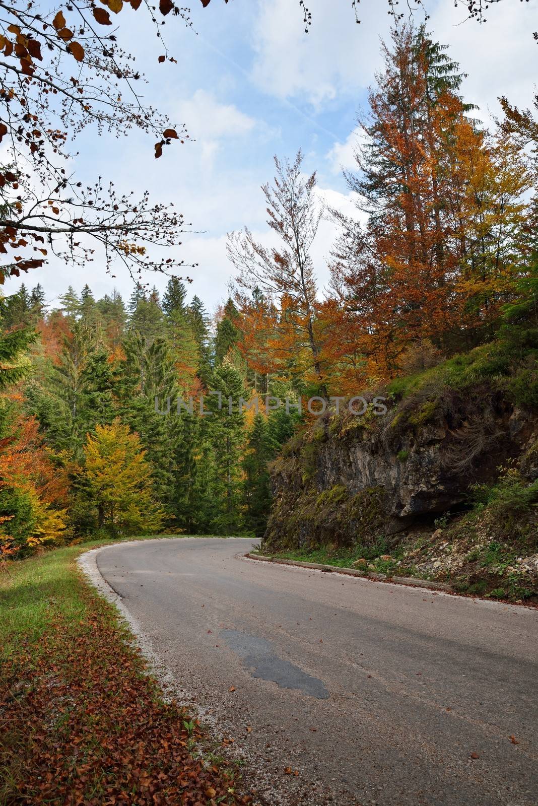 Autumn Forest with Colorful Leaves on Trees and Curved Road