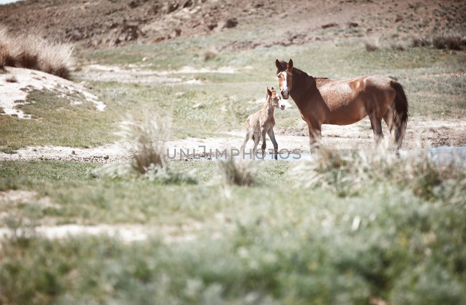 Horse with colt standing in summer grassland
