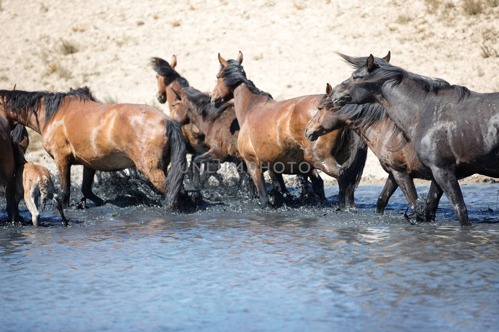 Herd of horses pasturing at the watering place