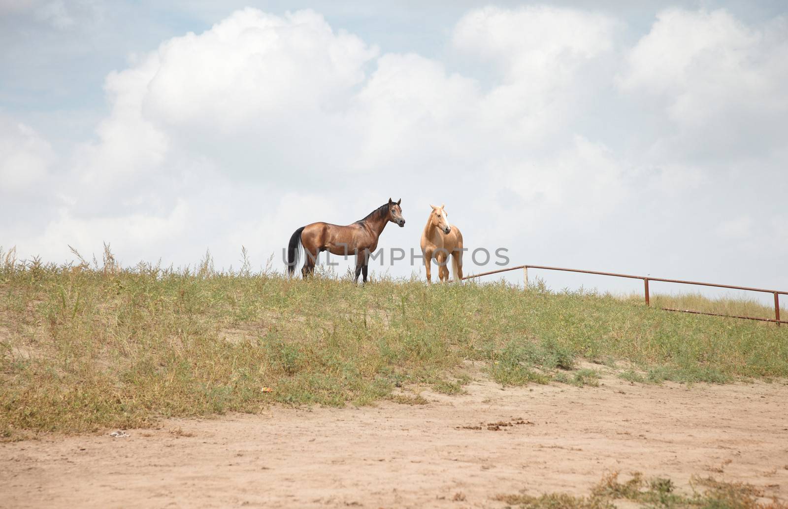 Two horses outdoors. Natural light and colors