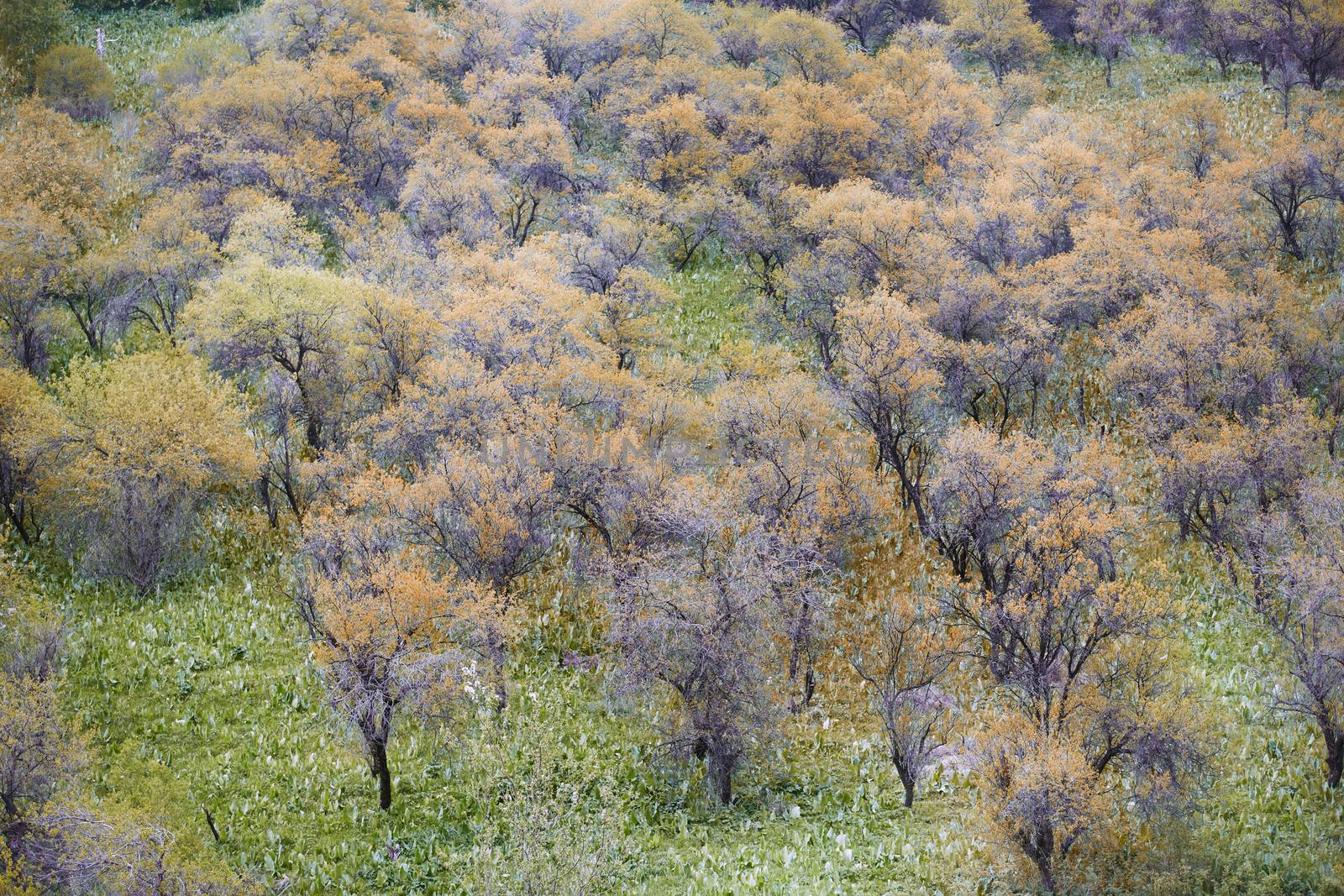 Autumn garden. Horizontal photo