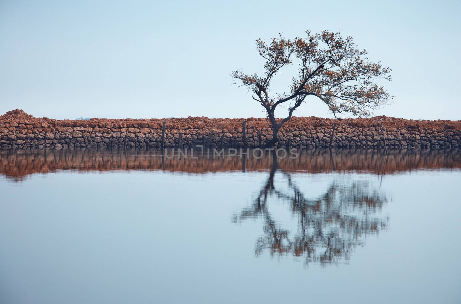 Single tree reflected in the water. Horizontal photo with natural colors