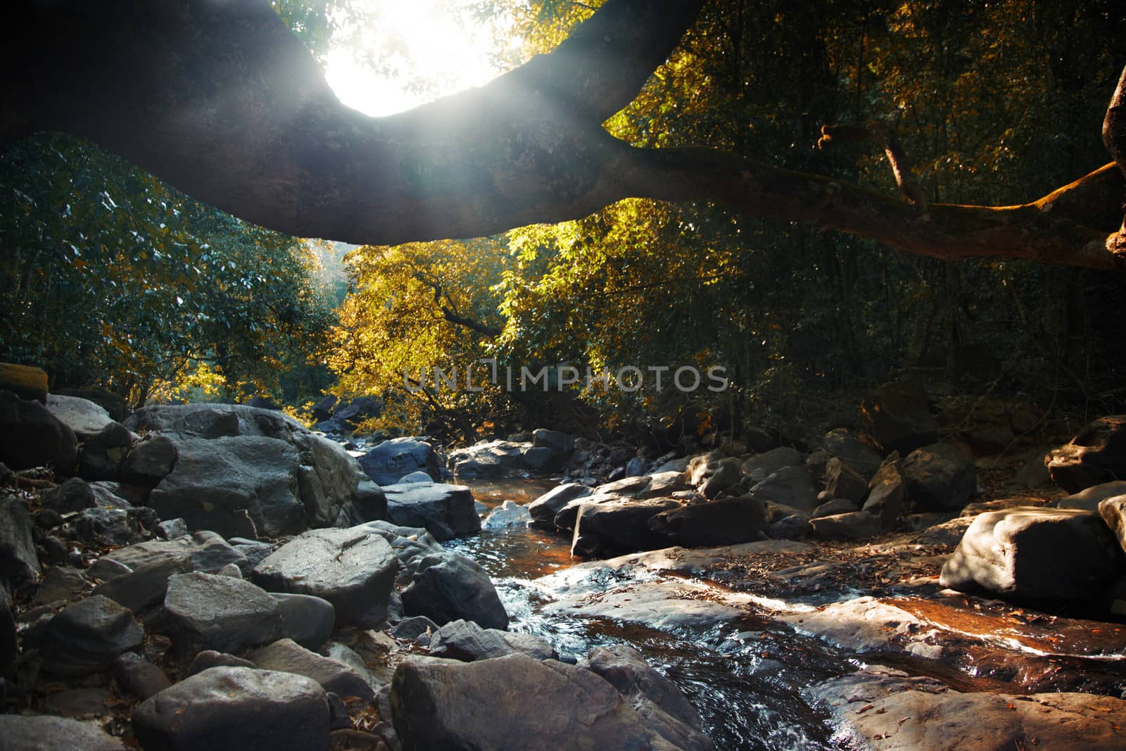 Evening forest with stream during sunset. Horizontal photo