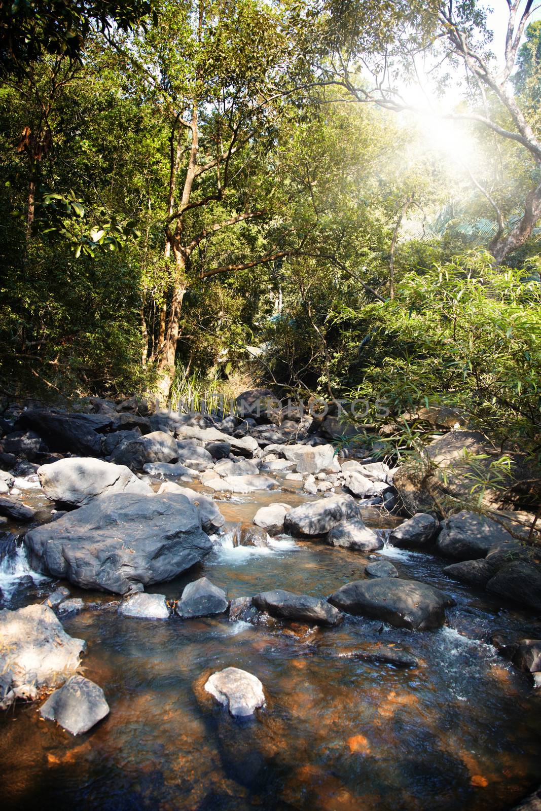 Evening forest with stream during sunset. Vertical photo