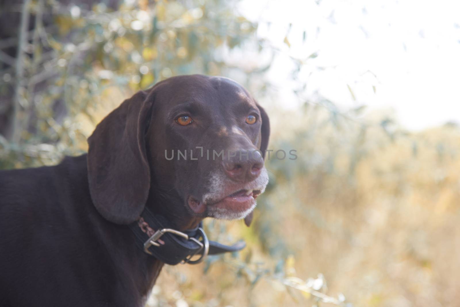 German short haired pointer outdoors