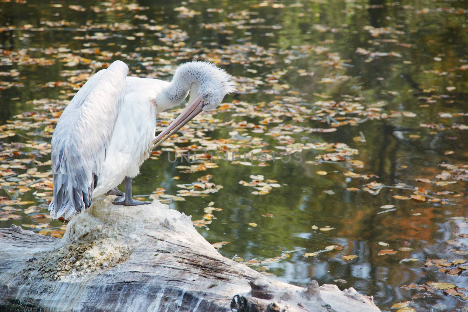 White pelican in wild nature. Horizontal photo