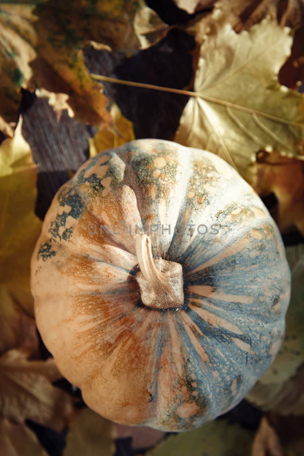 Pumpkin for Halloween with autumn leaves. Vertical photo