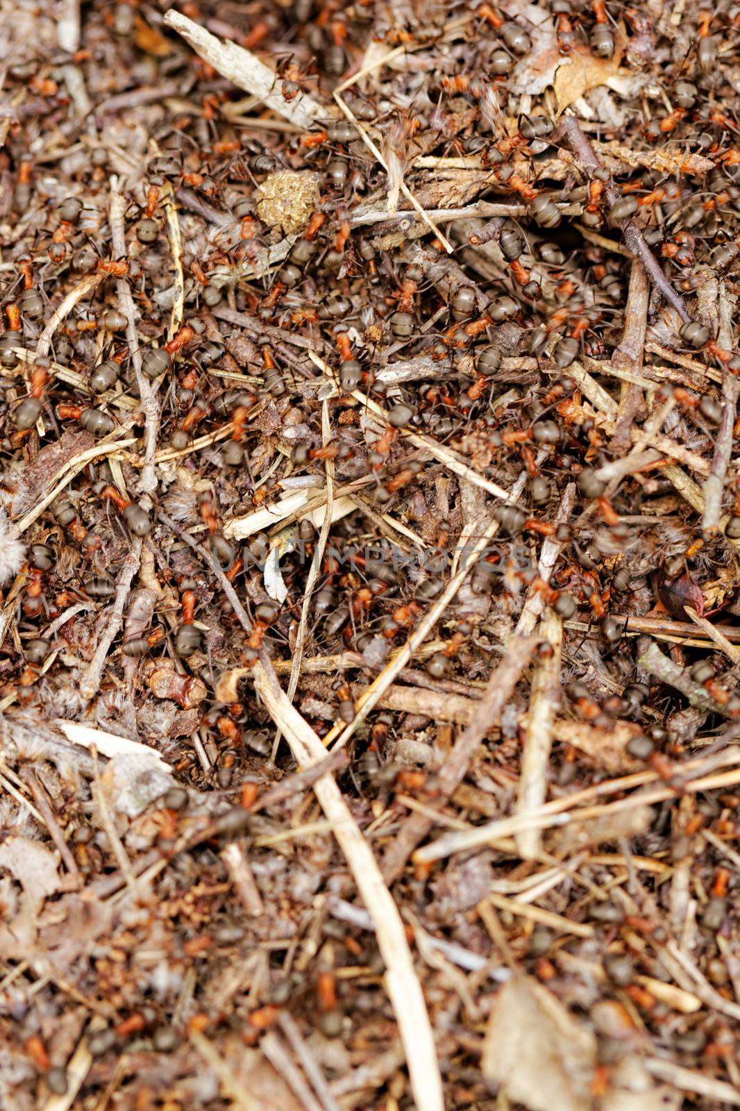 ants and ant hill