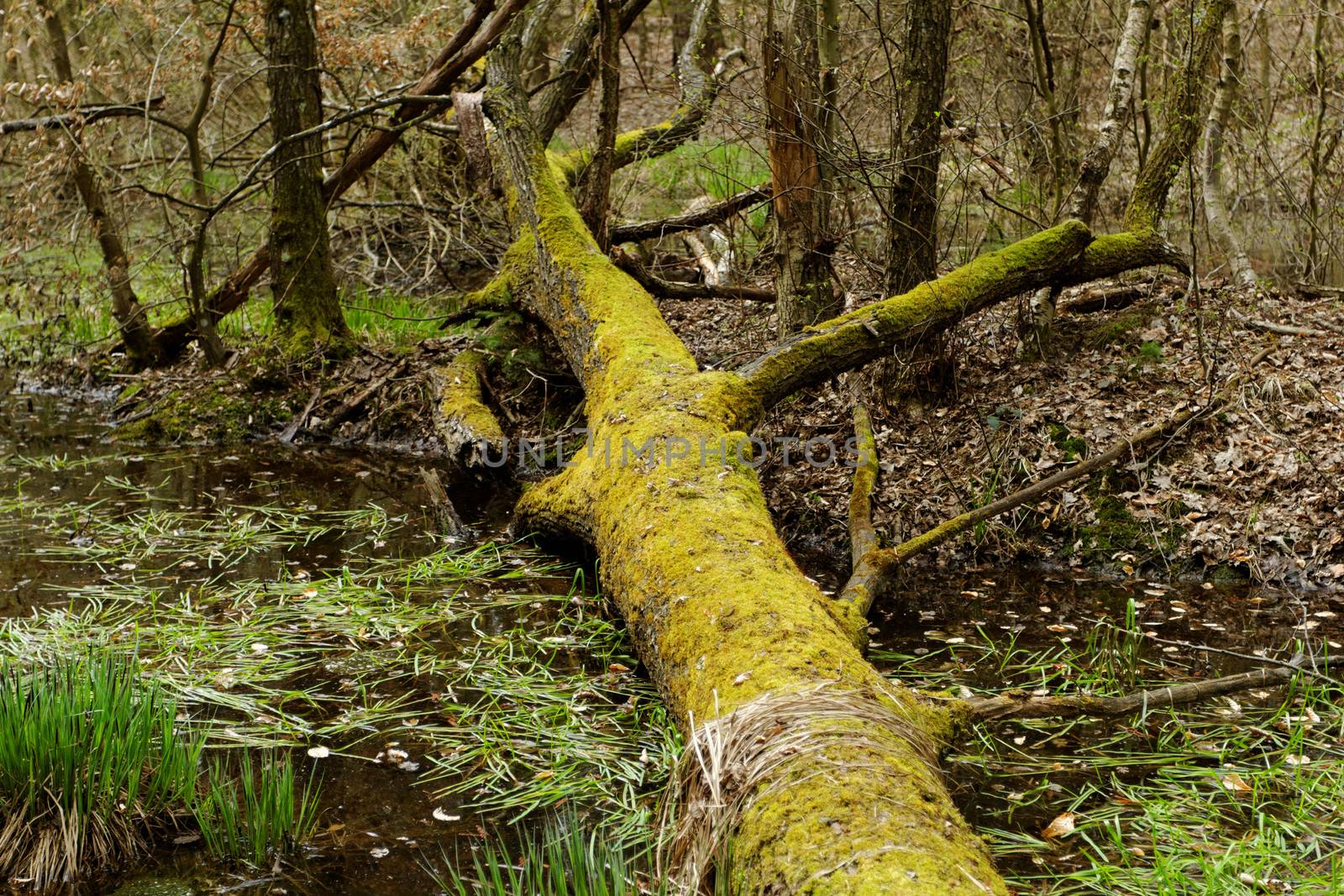 fallen tree with moss by the lake