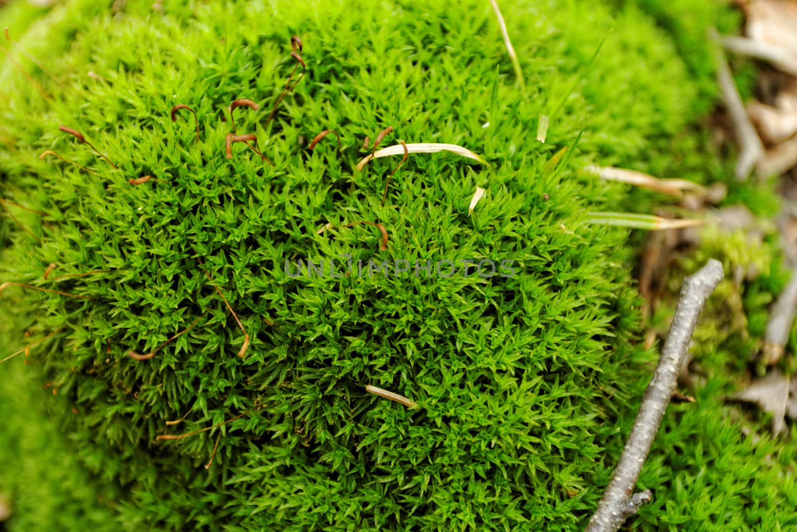 close-up picture about the green moss (macro)