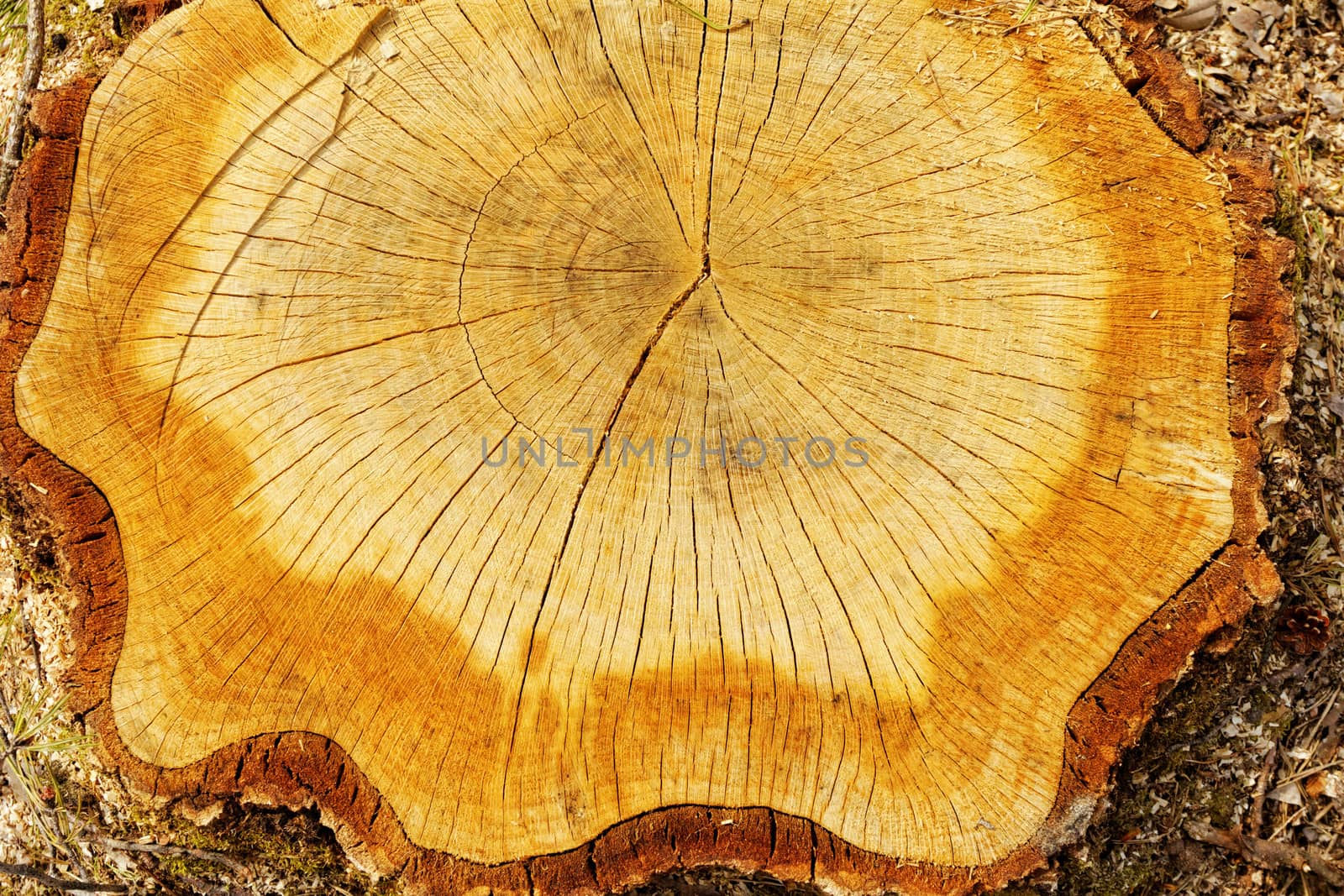 cut out tree trunk with annual rings