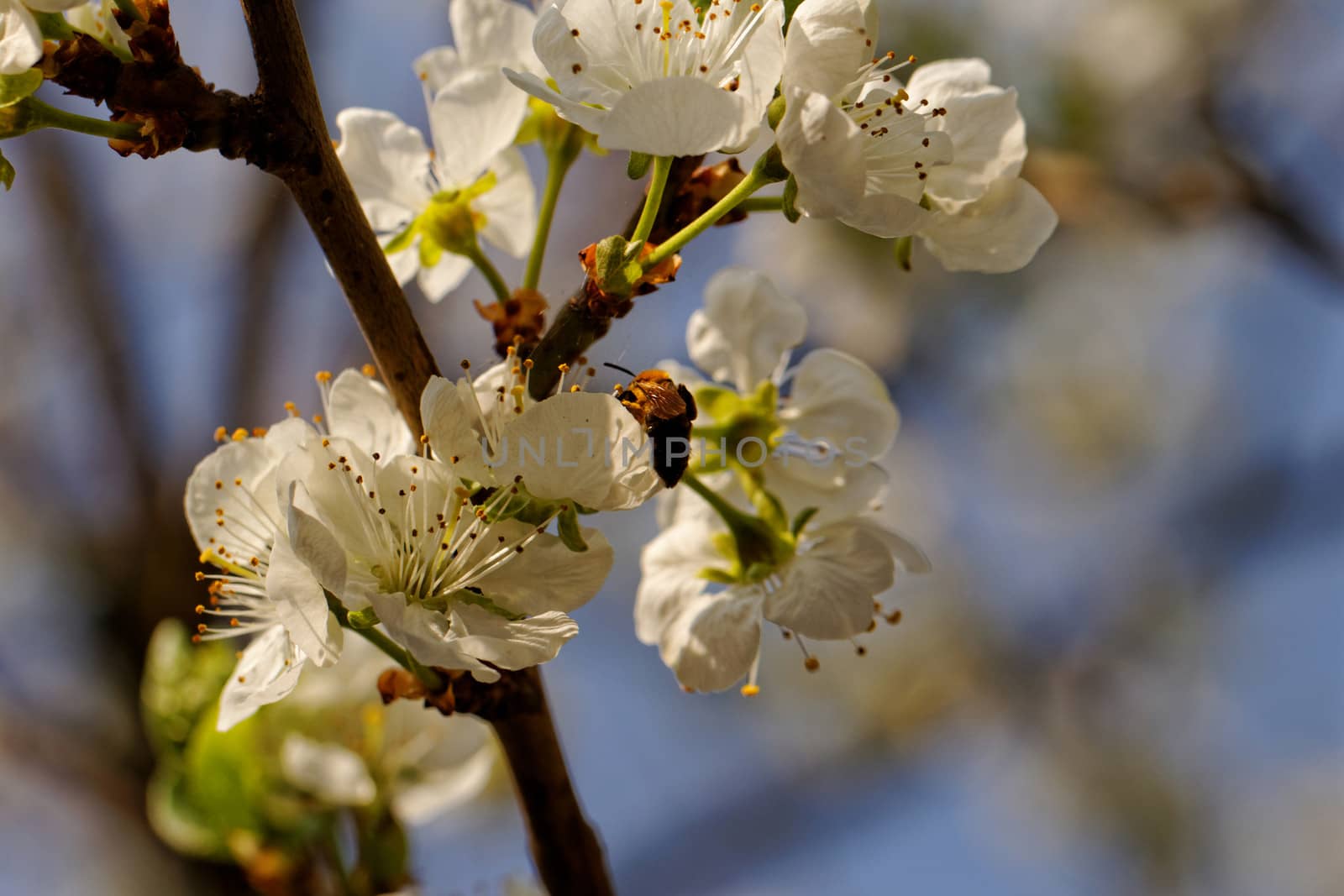 blossom cherry tree with bee by NagyDodo