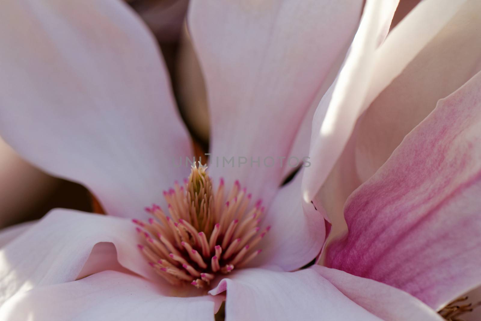 Closeup about a blossom Magnolia tree