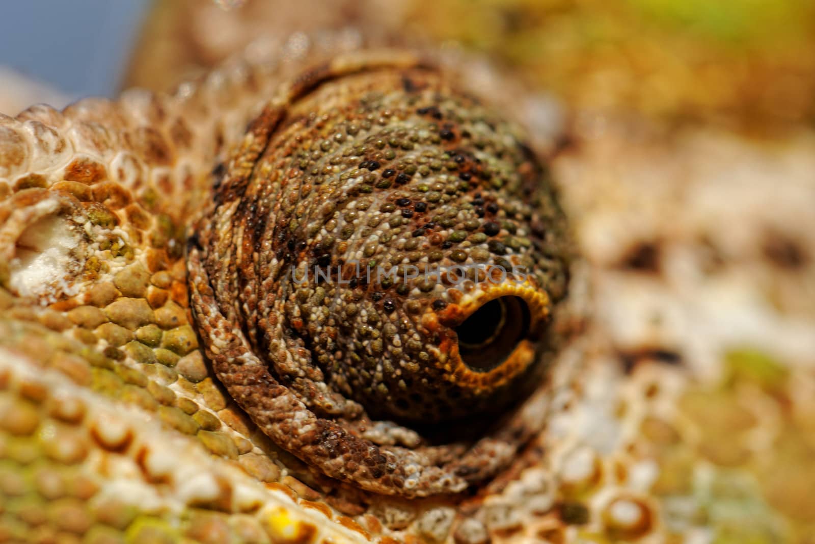 Chameleon on the leaf (Chamaeleo calyptratus)