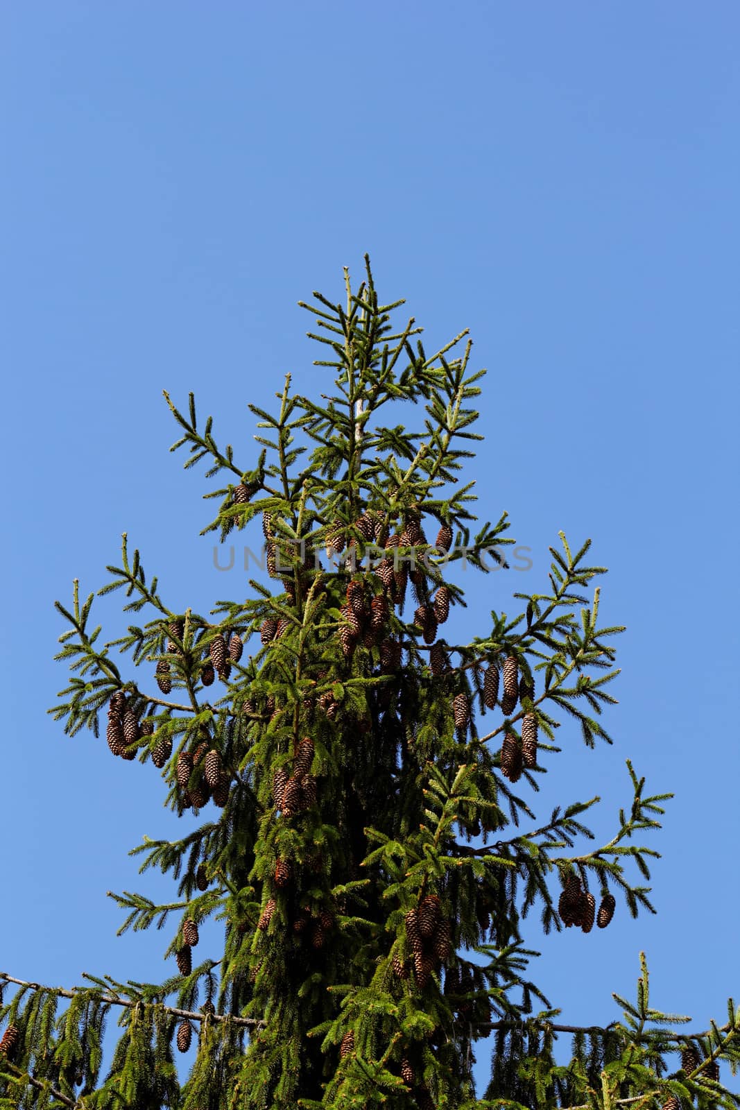 pine tree with fresh pine shoots and red pinecones