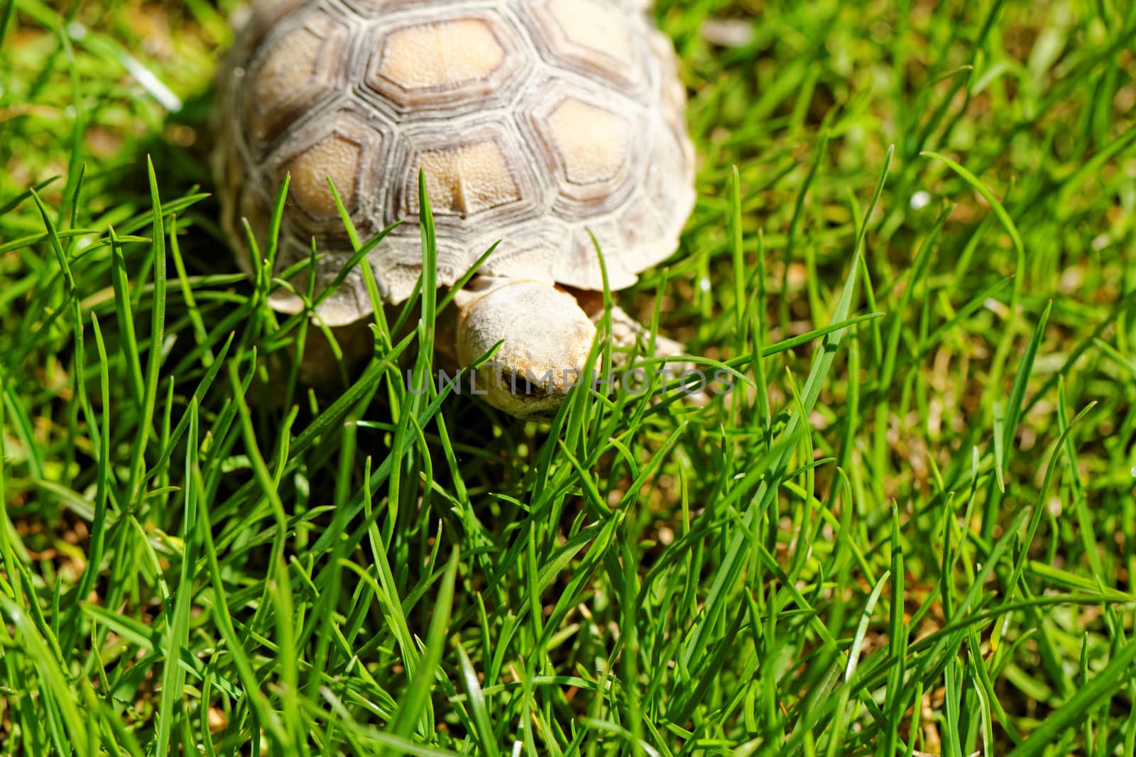 African Spurred Tortoise (Geochelone sulcata) in the garden