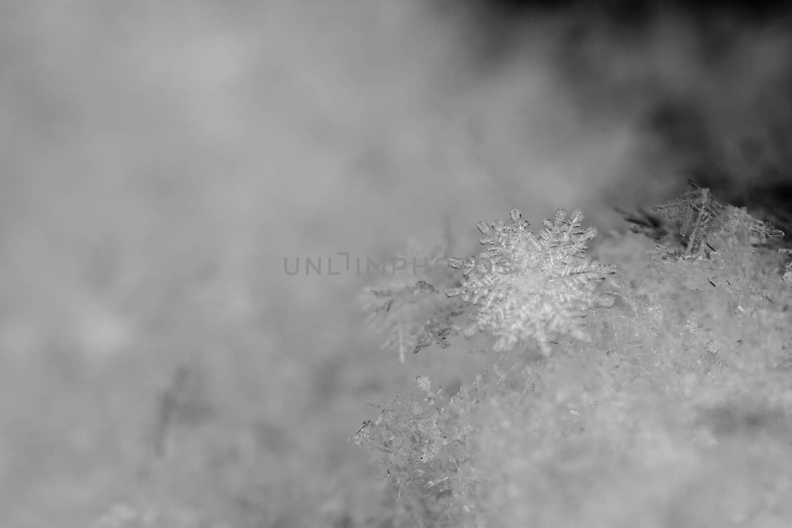 beauty white snowflake crystals on dark background