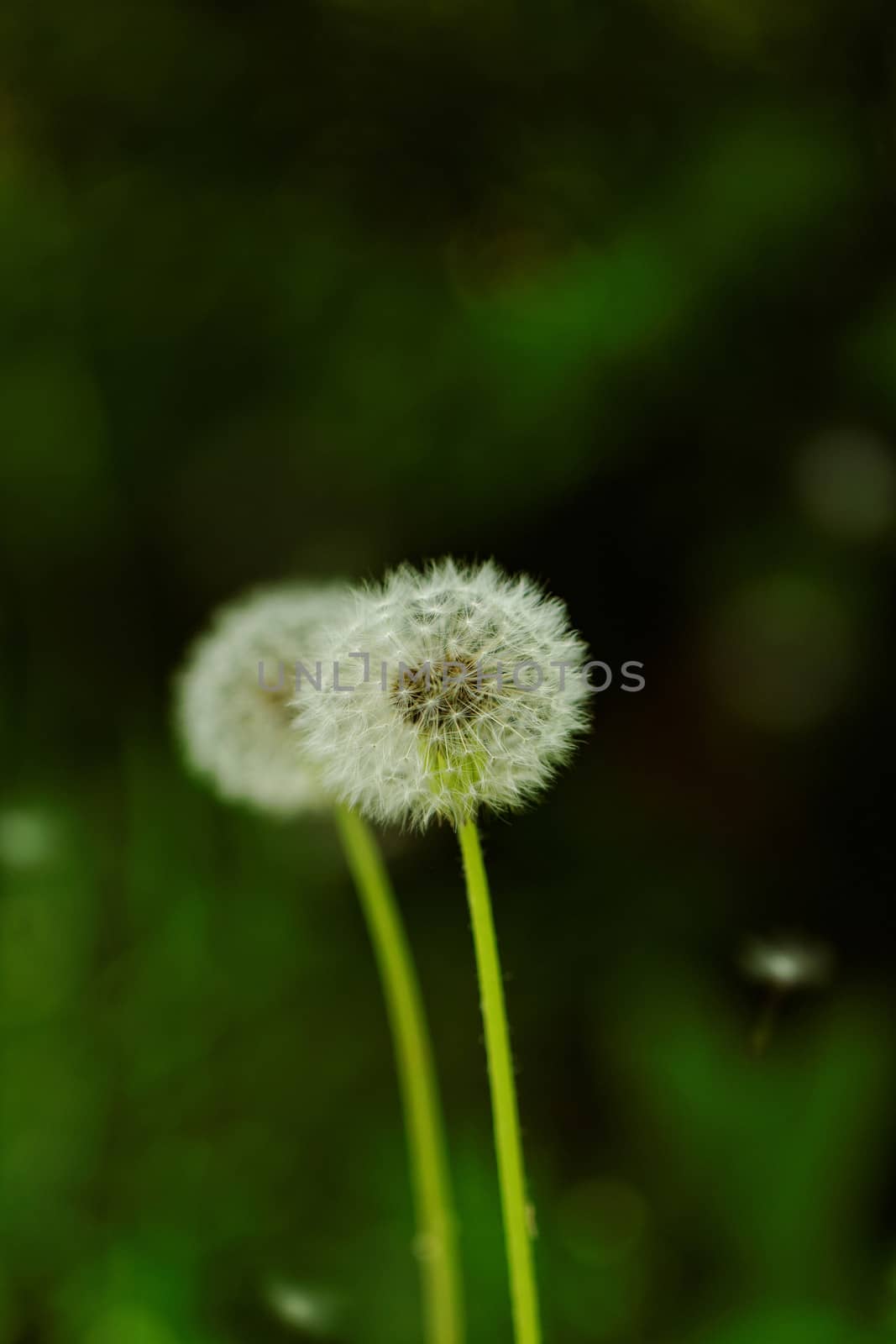 close-up of a dandelion flower