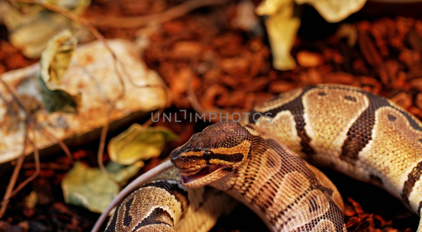 ball python eating one white mouse