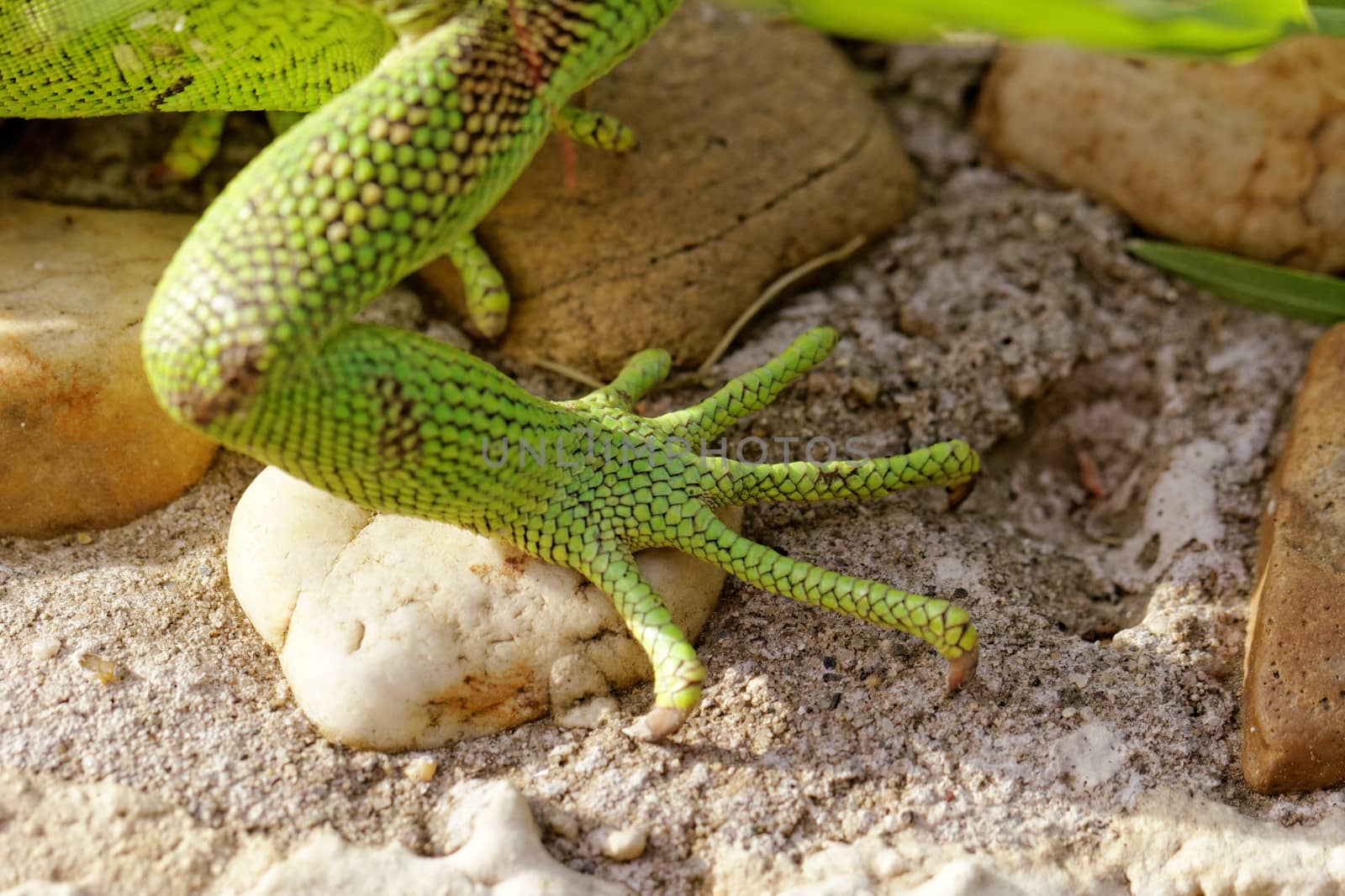 green iguana feet on the rock
