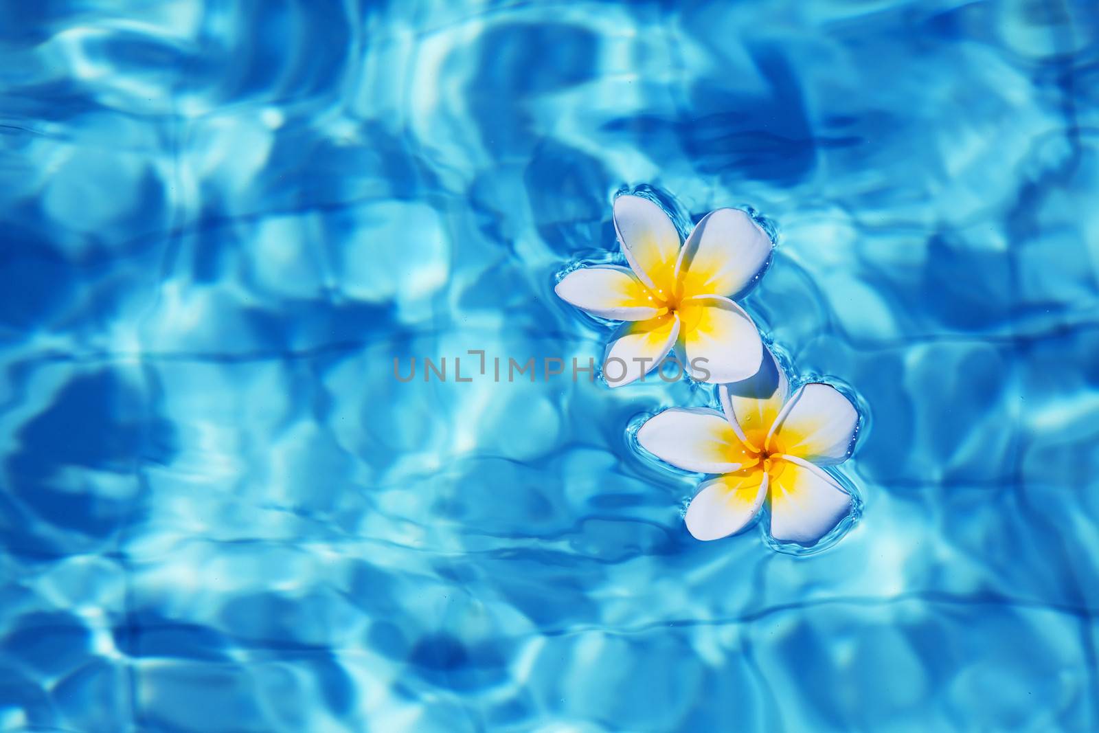Tropical frangipani flower floating in blue water 