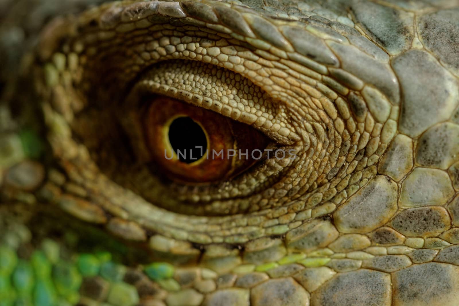 macro of a fantastic green iguana eye