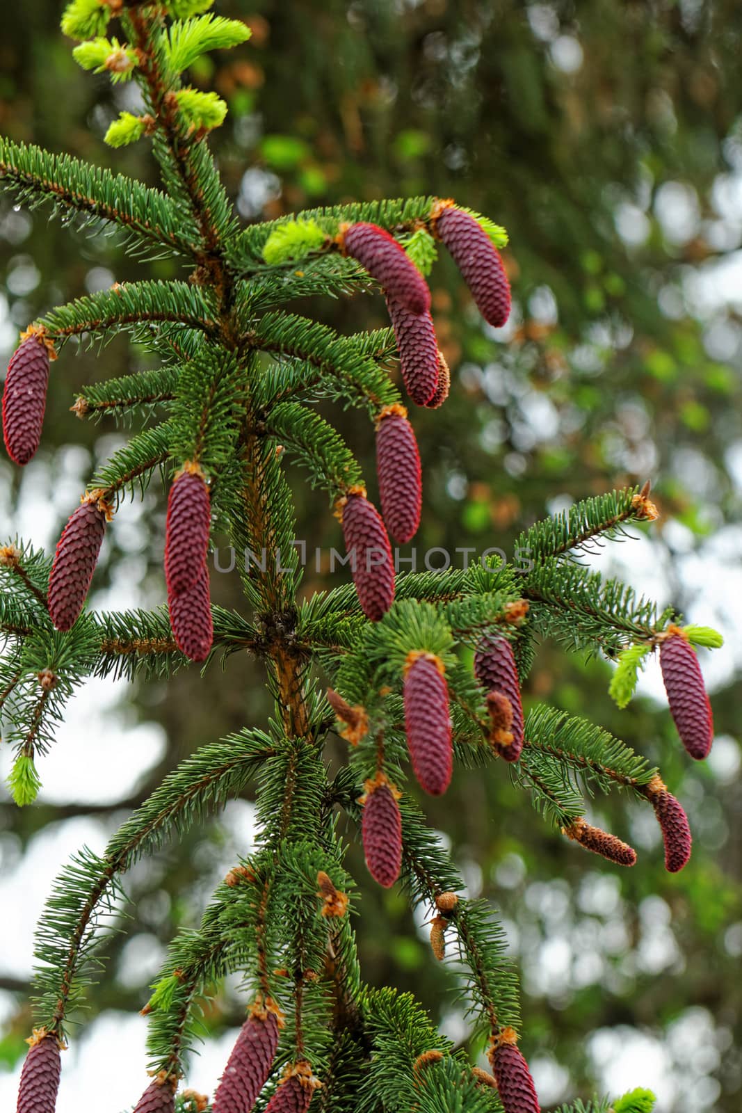 pine shoots and red pinecones on pine tree by NagyDodo