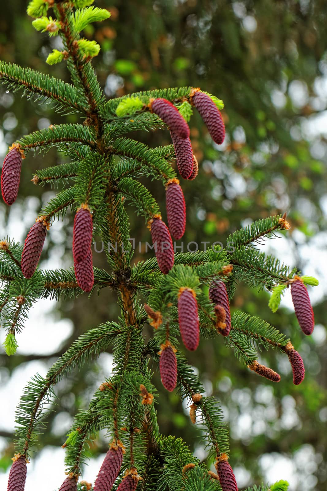 pine tree with fresh pine shoots and red pinecones