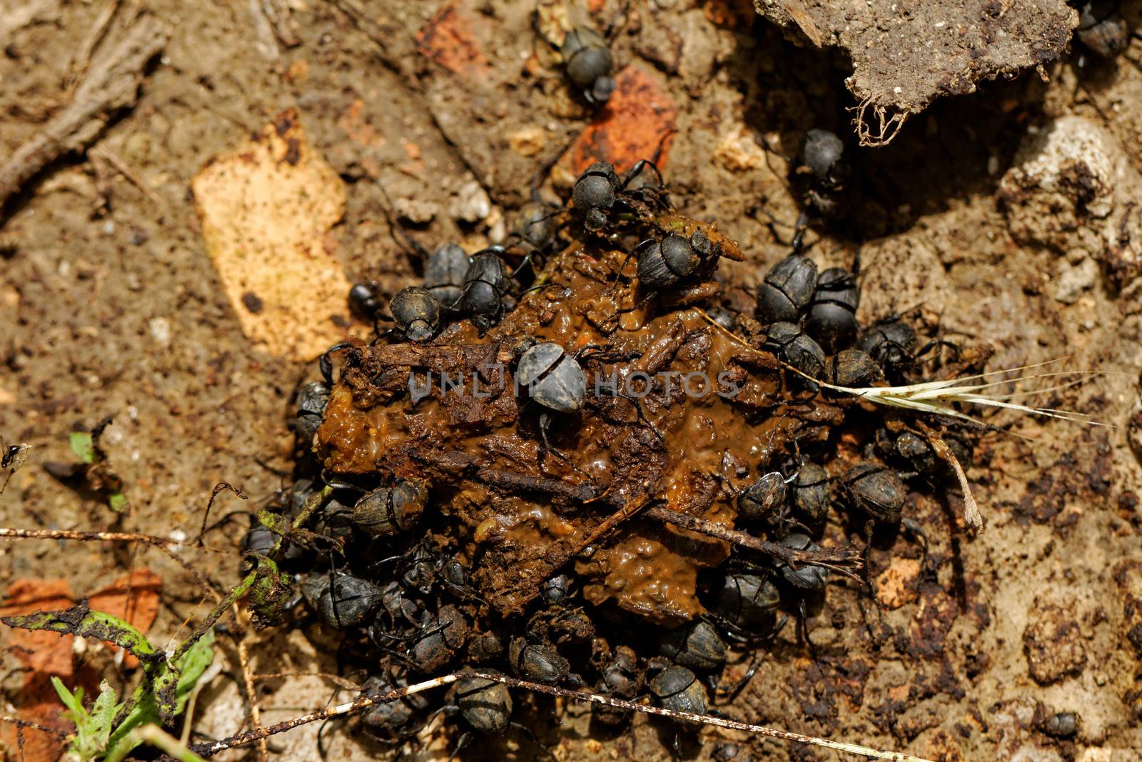 dung beetles in the excreta (Scarabaeus viettei ,Madateuchus viettei, Scarabaeidae)