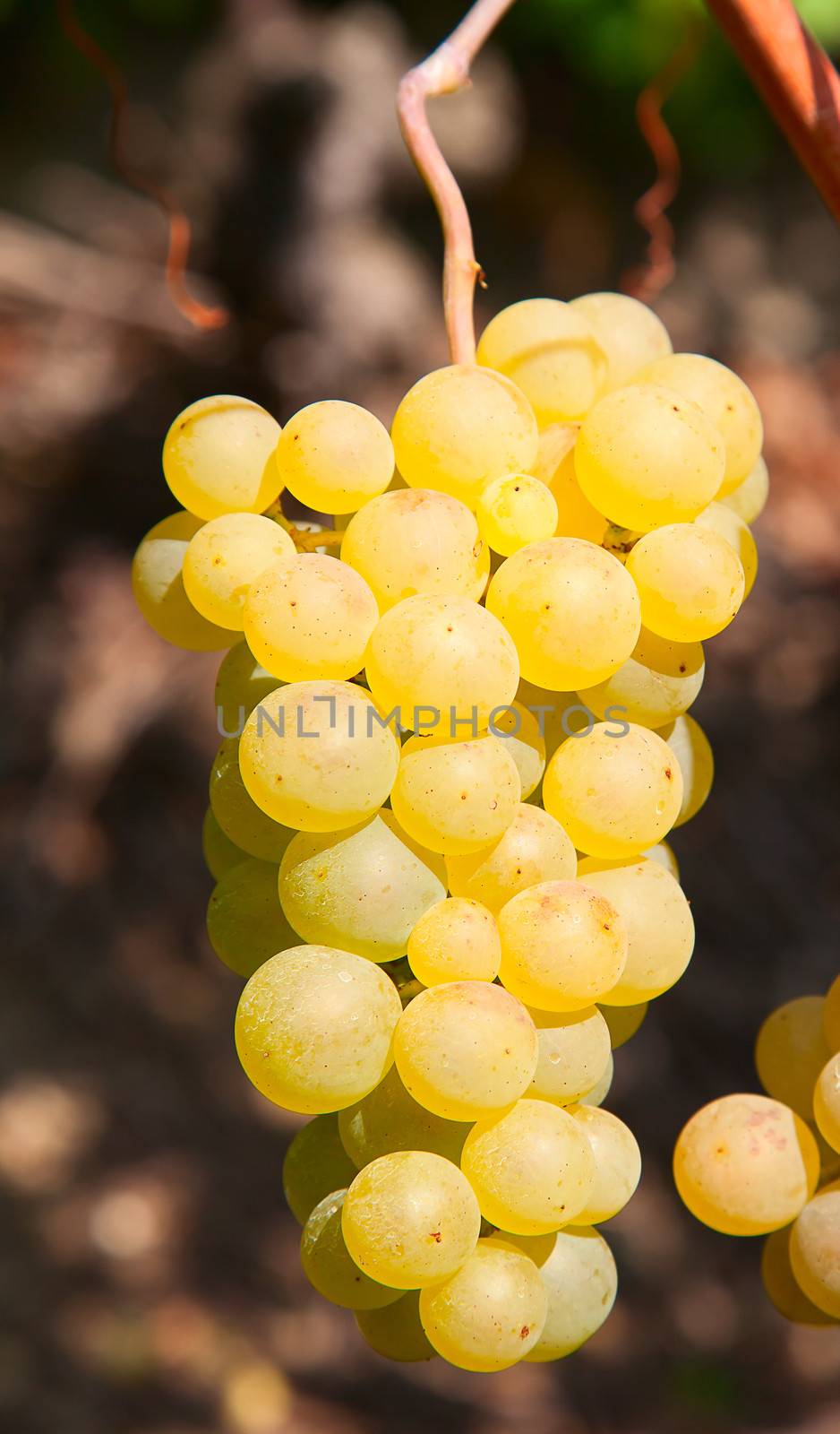 Yellow grapes by swisshippo