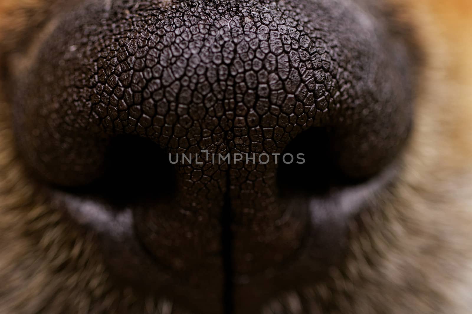 dog's nose by NagyDodo