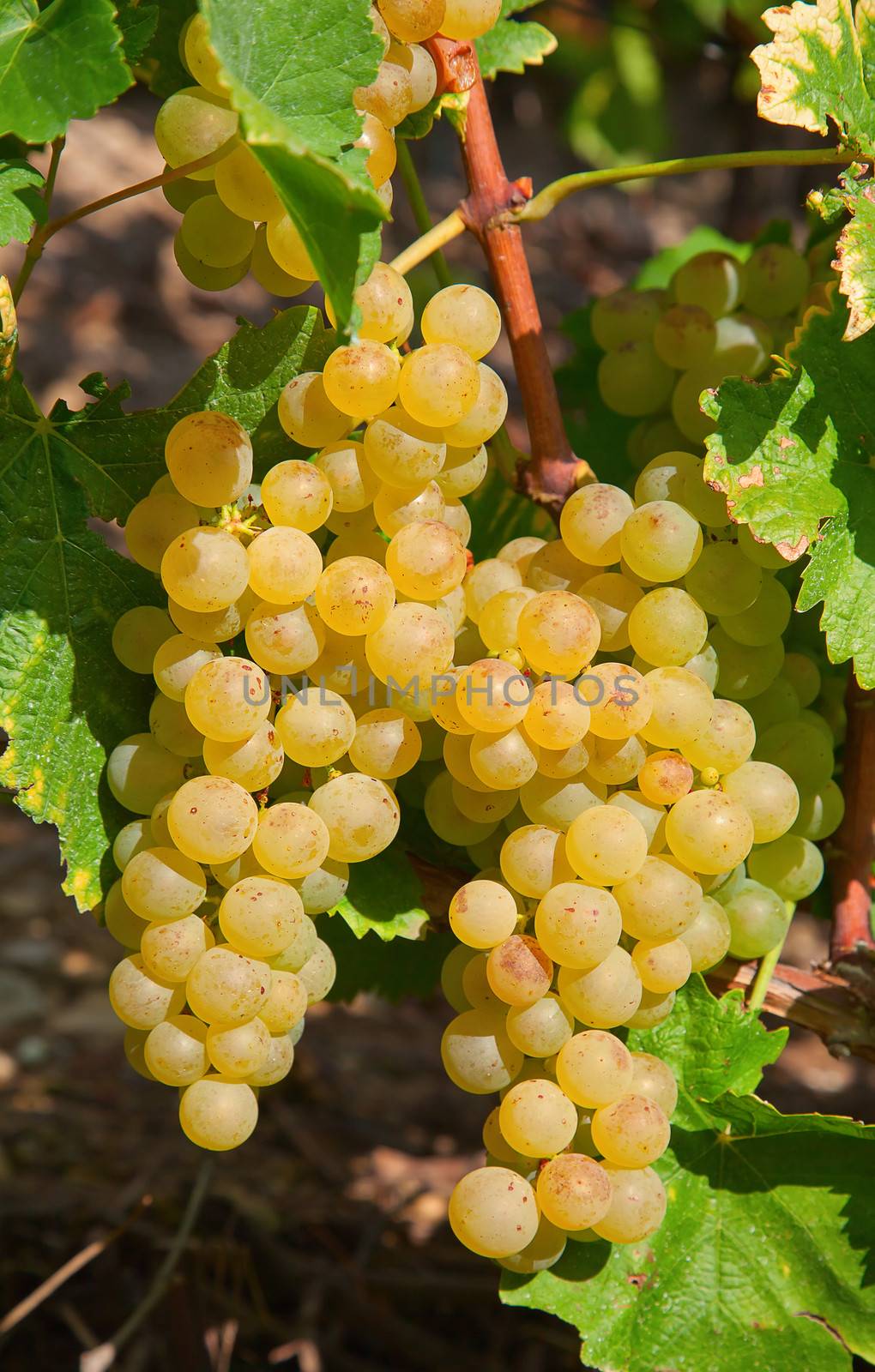 Ripe yellow grapes in the vineyard