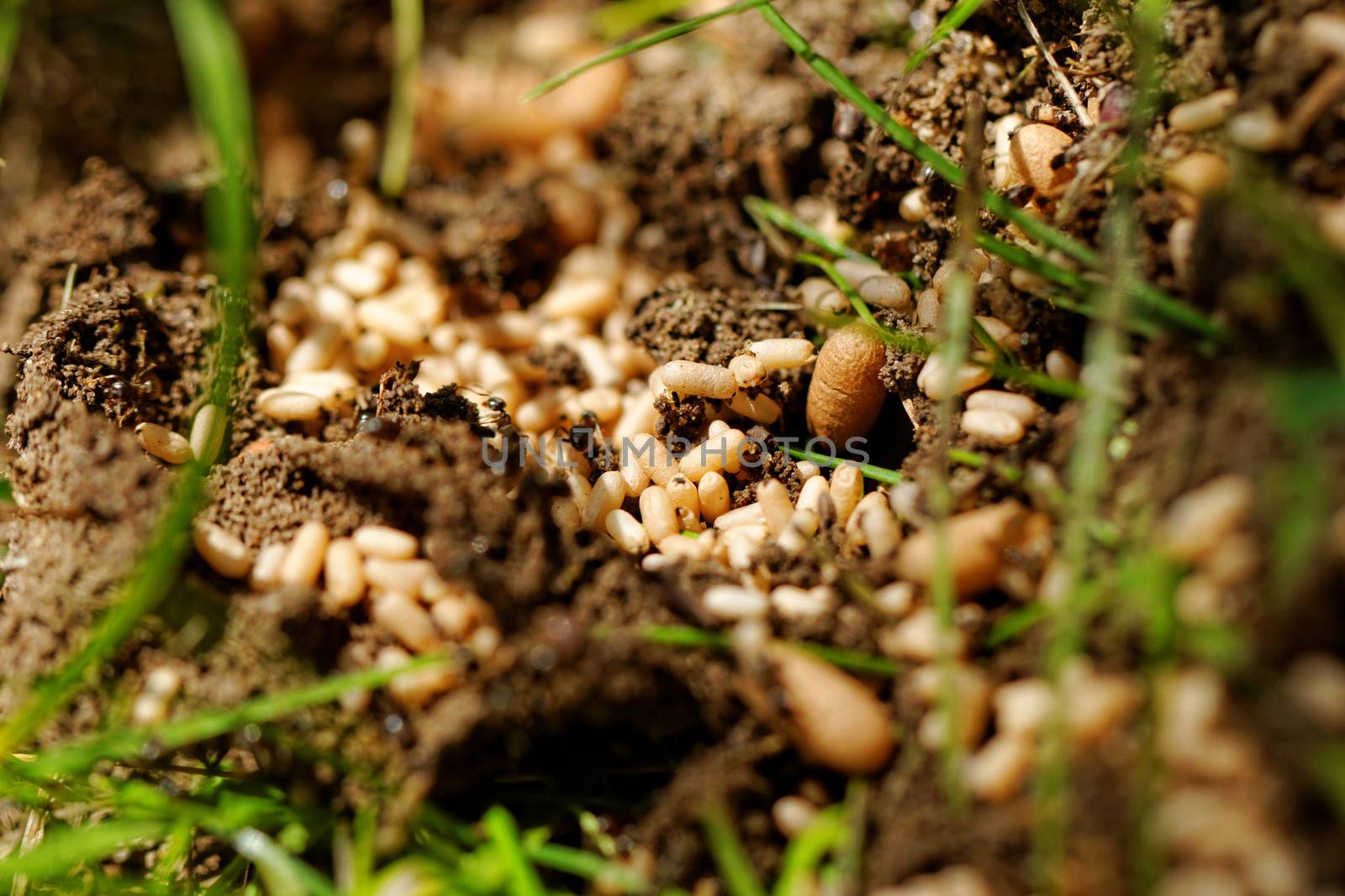 in the anthill moving ants the eggs