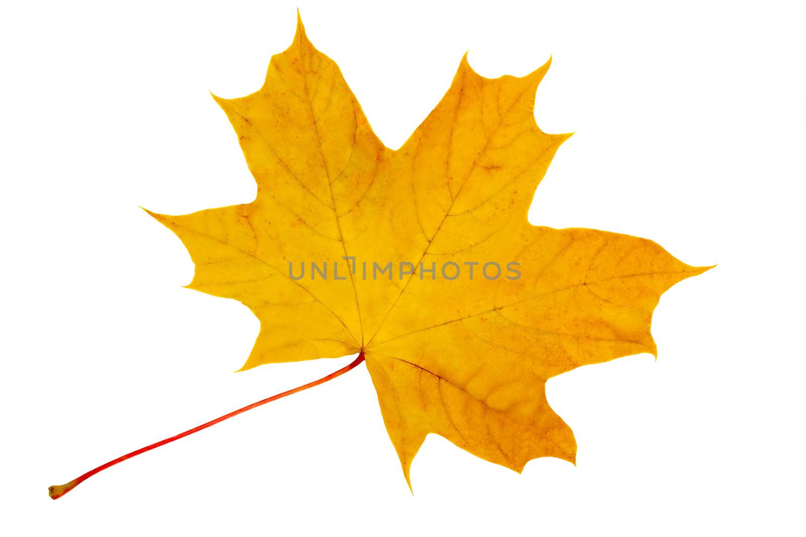 Autumn, yellow maple leaf on a white background. by georgina198