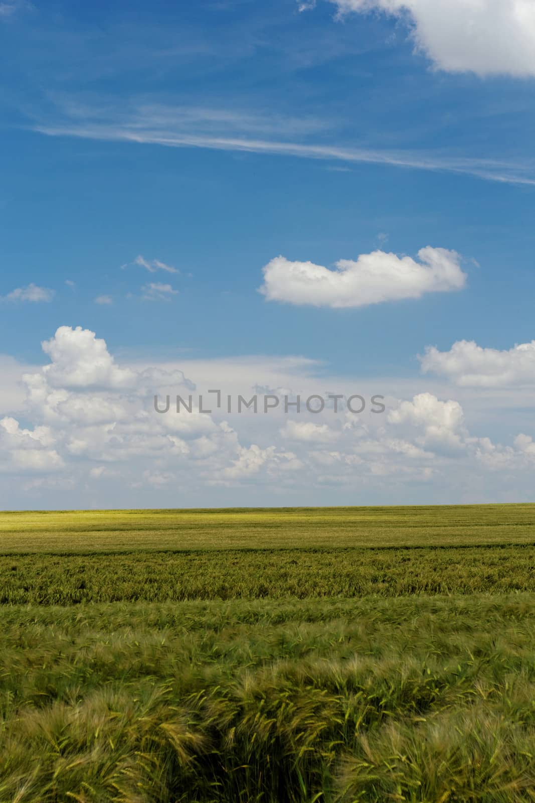 wheat field under the blue cloudy sky by NagyDodo