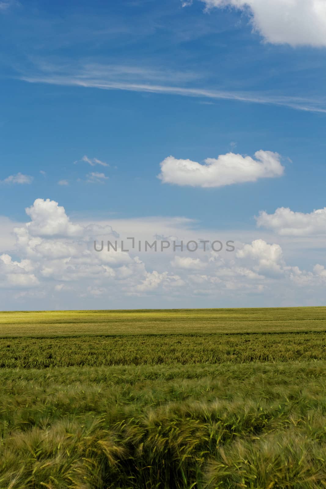 green wheat field under the blue cloudy sky