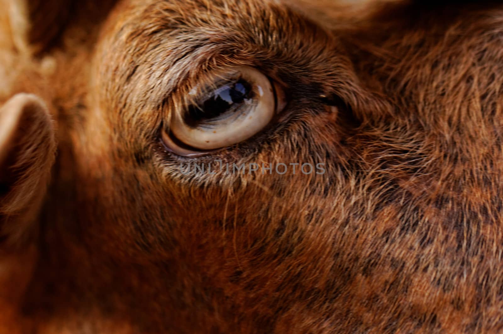 close up picture about yellow goats eye